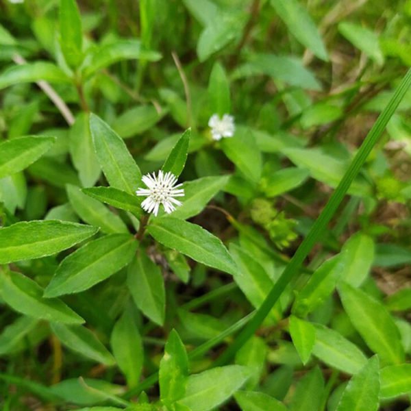 Bhringraj Leaf Infused Sesame Oil - Image 7