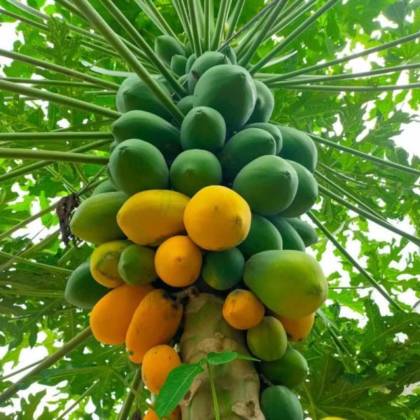 Papaya seed oil - Image 6