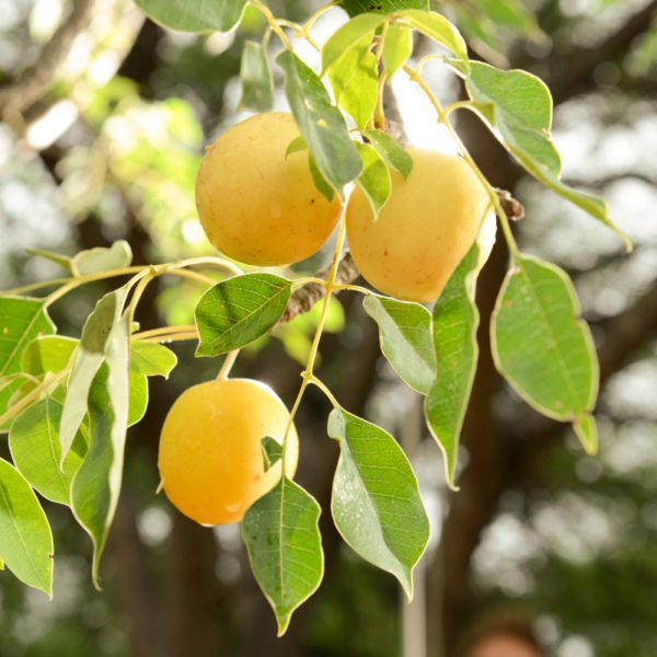 Pure Marula Organic Oil - Image 8