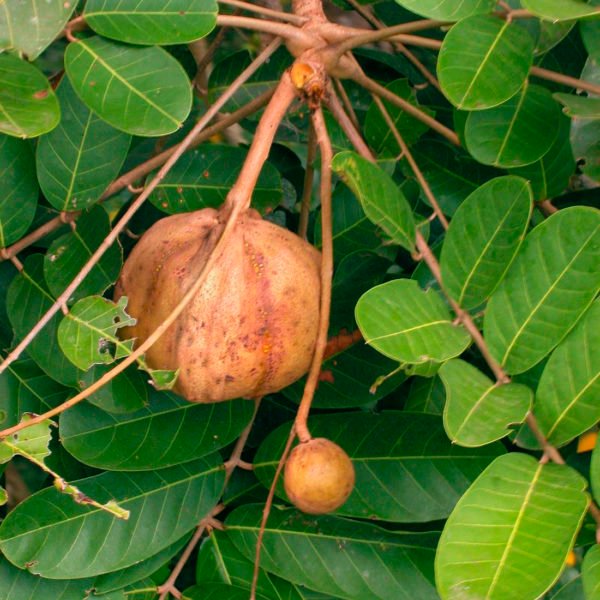 Andiroba oil - Image 8