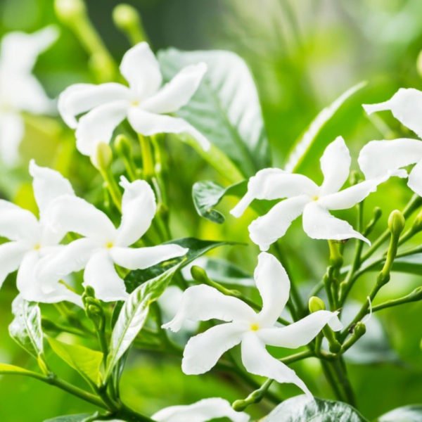 Pure Jasmine Essential Oil - Image 8