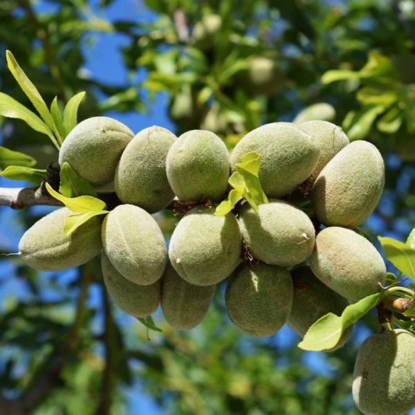 Tamanu Oil - Image 5
