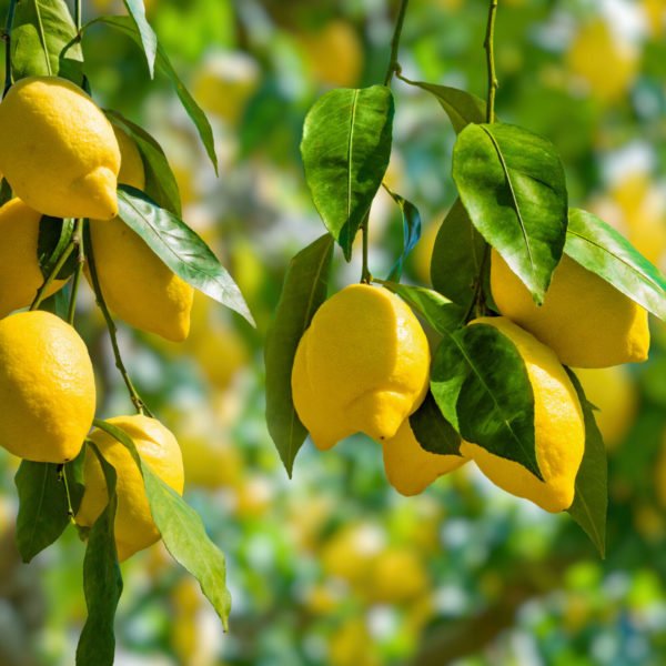 Lemon Seed Oil - Image 7