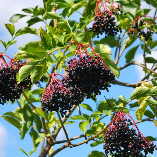Pure Elderberry Seed Oil - Image 7