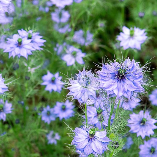 Black Cumin Seed Oil - Image 7
