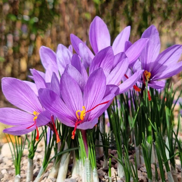 Pure Kumkumadi Oil - Image 7