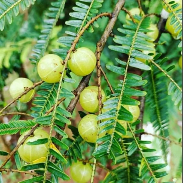 Amla Fruit Oil - Image 7