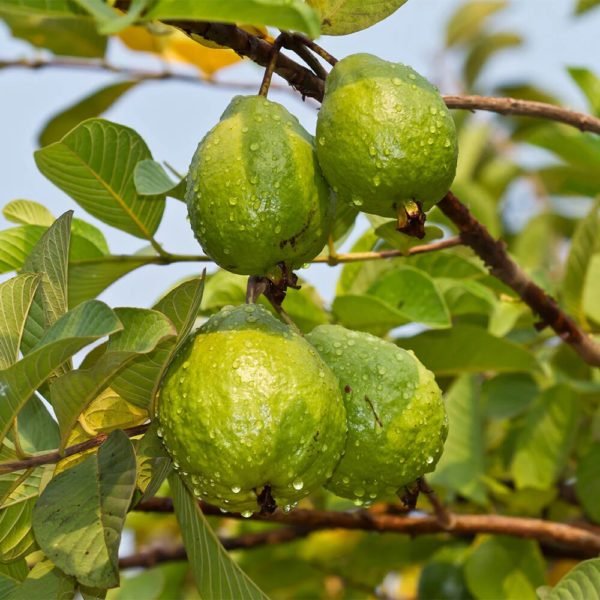 Guava Seed Oil - Image 7