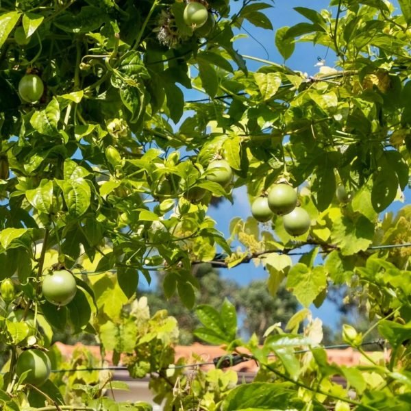Pure Passion Fruit Oil - Image 7