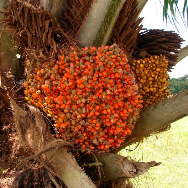 Batana oil fractionated - Image 9