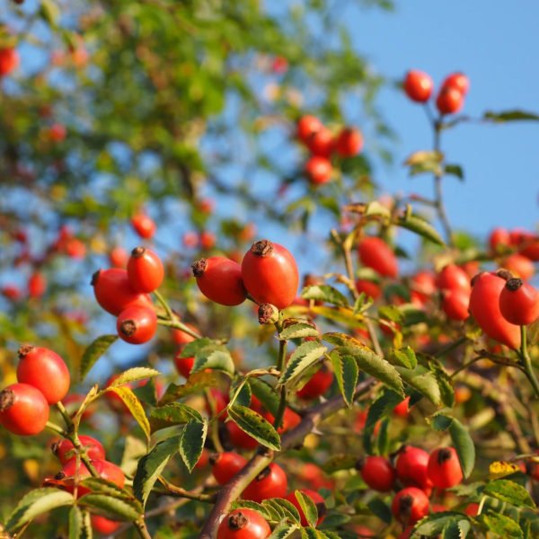 Rosehip Seed Oil - Image 7