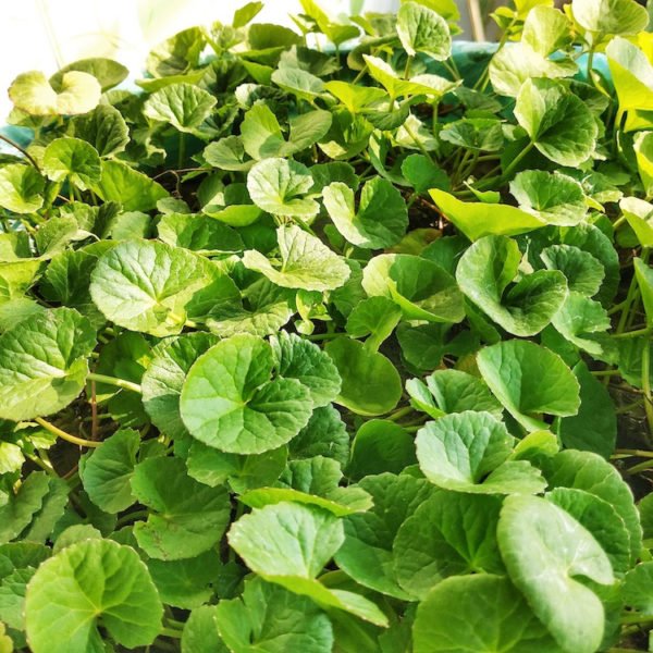 Gotu Kola (Centella) Pure Natural Carrier Oil - Image 7