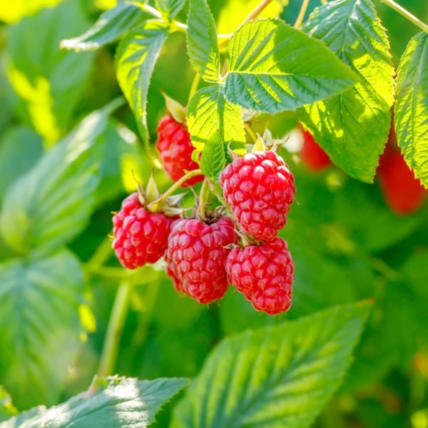 RED RASPBERRY Seed Oil - Image 6