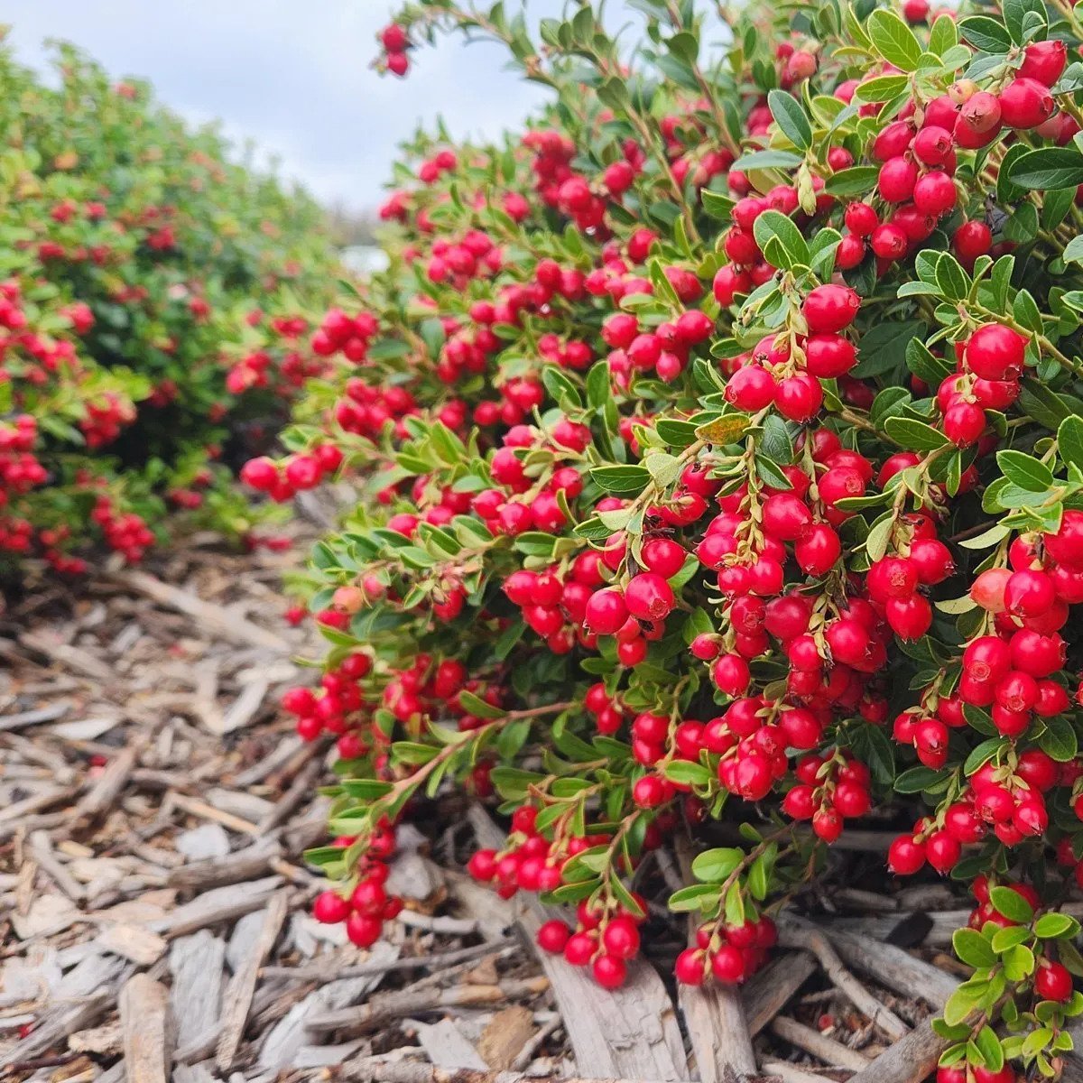 Pure Lingonberry Seed Oil - Cold Pressed Botanical Oil Nordic Inspired - Image 8